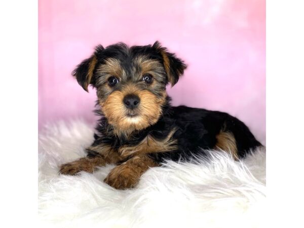 Yorkshire Terrier-DOG-Male-blk and tn-2726-Petland Lancaster, Ohio