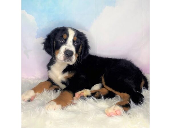 Bernese Mountain Dog DOG Male Tri 2740 Petland Lancaster, Ohio