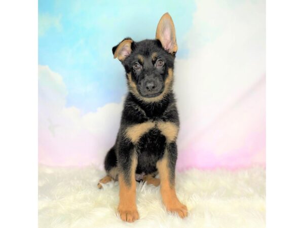 German Shepherd Dog DOG Male Black / Tan 2739 Petland Lancaster, Ohio