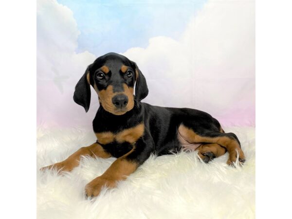 Doberman Pinscher-DOG-Male-blk and tn-2738-Petland Lancaster, Ohio