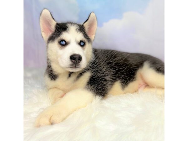 Siberian Husky DOG Male Black / White 2737 Petland Lancaster, Ohio