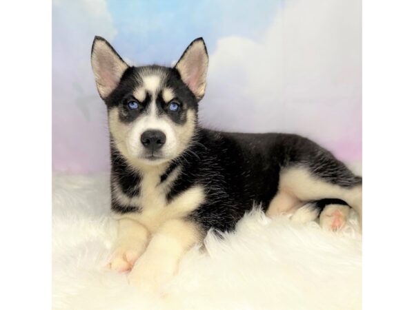 Siberian Husky DOG Female Black / White 2736 Petland Lancaster, Ohio