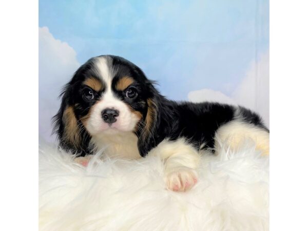 Cavalier King Charles Spaniel DOG Male Tri-Colored 2734 Petland Lancaster, Ohio