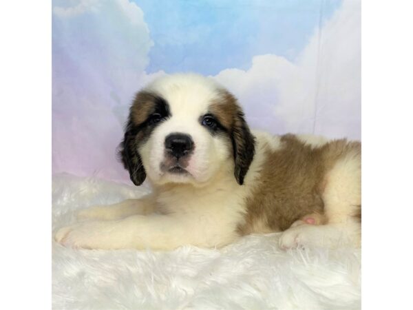 Saint Bernard DOG Male Mahogany / White 2732 Petland Lancaster, Ohio