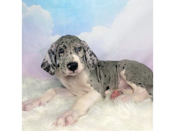 Great Dane DOG Male Blue Merle and White 2731 Petland Lancaster, Ohio