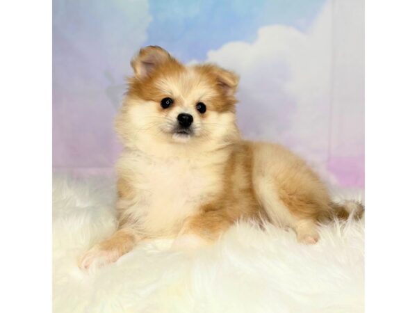 Pomeranian DOG Female Chocolate Merle 2730 Petland Lancaster, Ohio