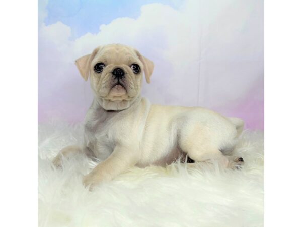 Pug DOG Female White 2729 Petland Lancaster, Ohio