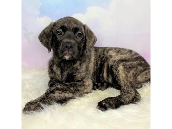 English Mastiff-DOG-Female-Brindle-2728-Petland Lancaster, Ohio