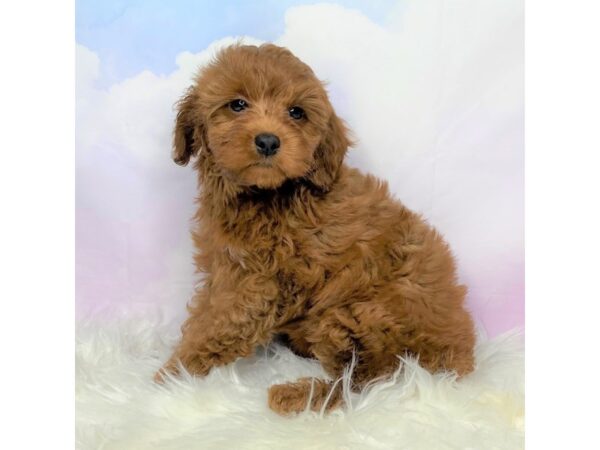 Irishdoodle Mini DOG Male Red 2727 Petland Lancaster, Ohio