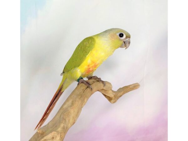 Green Cheek Conure BIRD 2757 Petland Lancaster, Ohio