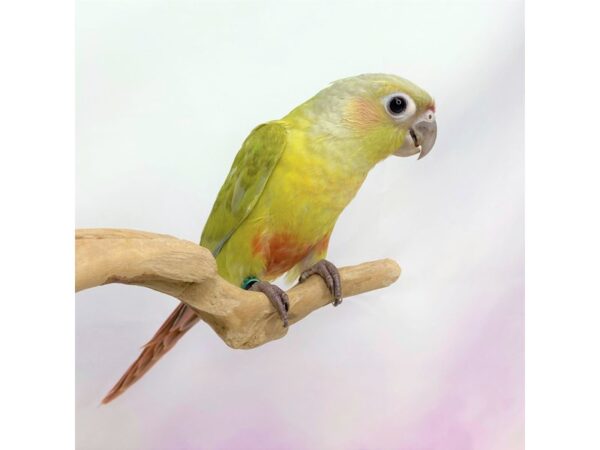 Green Cheek Conure-BIRD---2755-Petland Lancaster, Ohio