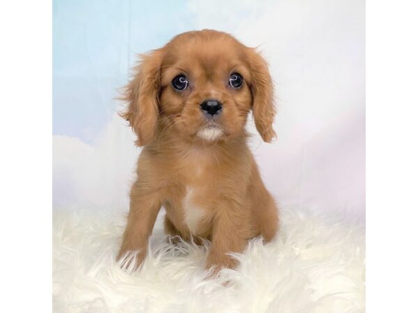 Cavalier King Charles Spaniel-DOG-Female-ruby-2754-Petland Lancaster, Ohio