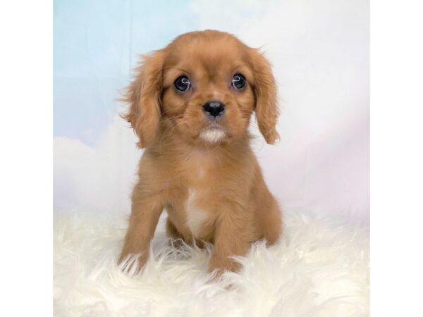 Cavalier King Charles Spaniel DOG Female ruby 2754 Petland Lancaster, Ohio