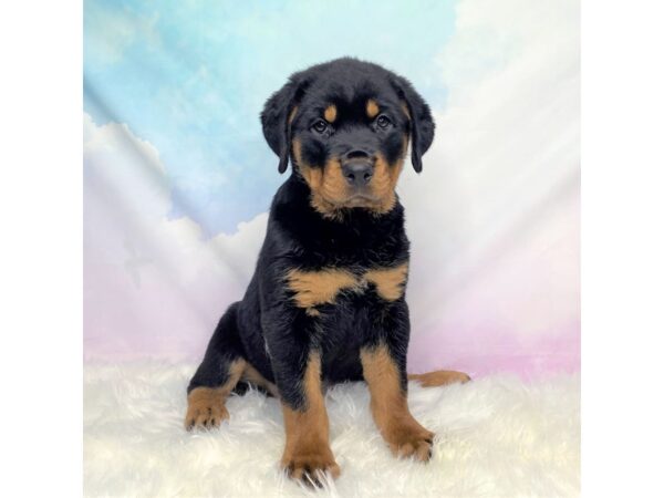 Rottweiler-DOG-Female-Black / Tan-2753-Petland Lancaster, Ohio