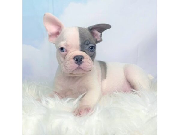 French Bulldog DOG Male blue/wht 2752 Petland Lancaster, Ohio