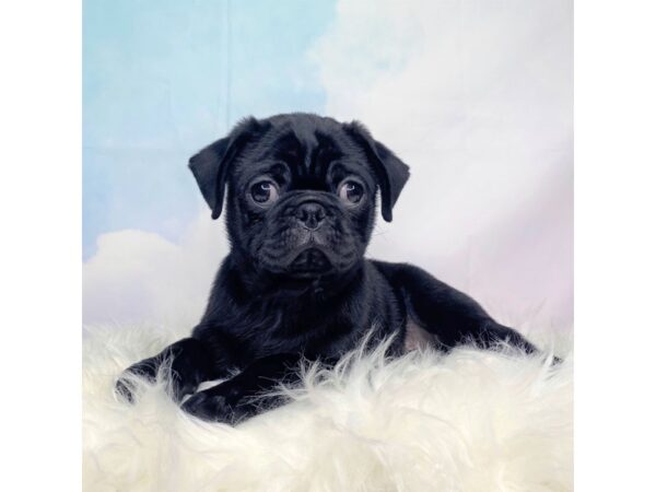 Pug DOG Male Black 2751 Petland Lancaster, Ohio