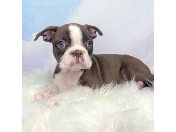 Boston Terrier DOG Female Seal / White 2749 Petland Lancaster, Ohio