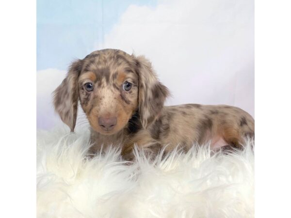 Dachshund DOG Male Chocolate / Tan 2748 Petland Lancaster, Ohio