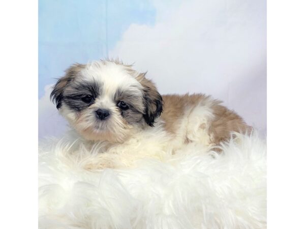 Shih Tzu DOG Male Gold / White 2747 Petland Lancaster, Ohio