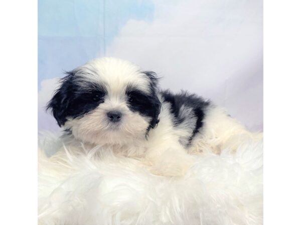 Shih Tzu DOG Male Black / White 2746 Petland Lancaster, Ohio