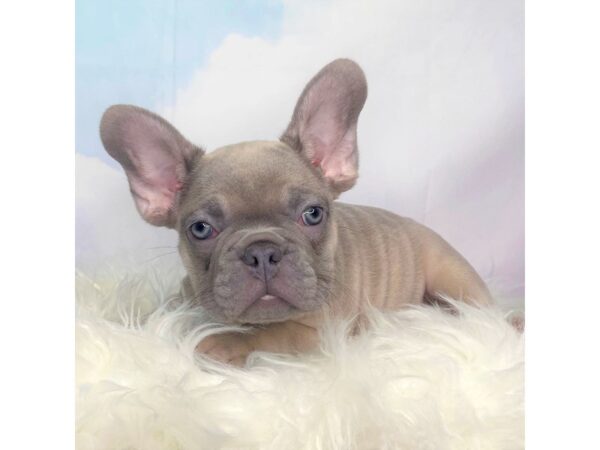 French Bulldog DOG Male Blue Fawn 2745 Petland Lancaster, Ohio