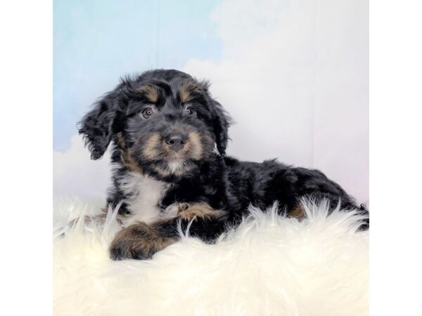 Mini Bernadoodle DOG Female Tri 2743 Petland Lancaster, Ohio