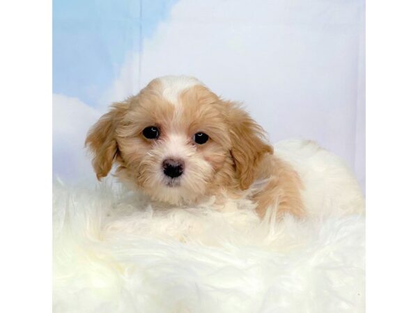 Toy Poodle-DOG-Male-Apricot and White Parti-2741-Petland Lancaster, Ohio