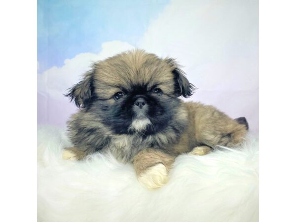 Pekingese-DOG-Female-brwn-2765-Petland Lancaster, Ohio