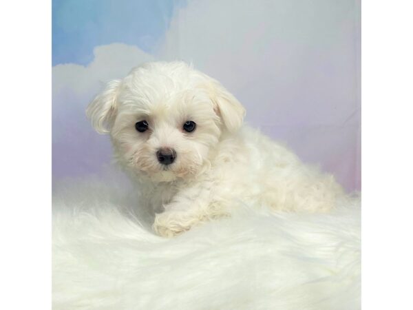 Maltese DOG Male White 2764 Petland Lancaster, Ohio