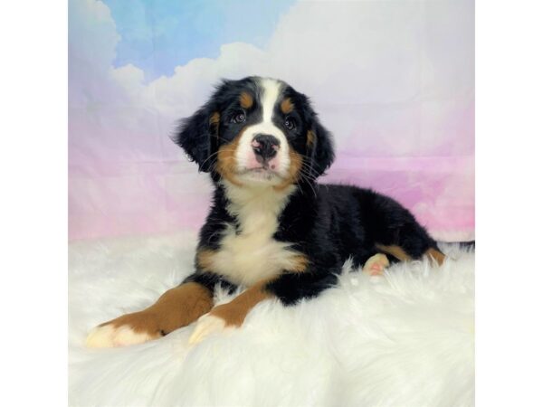 Bernese Mountain Dog-DOG-Female--2763-Petland Lancaster, Ohio