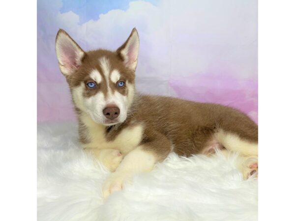 Siberian Husky DOG Male Red and White 2762 Petland Lancaster, Ohio