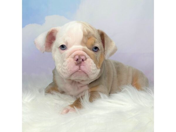 English Bulldog-DOG-Female-lilac merle tri-2761-Petland Lancaster, Ohio