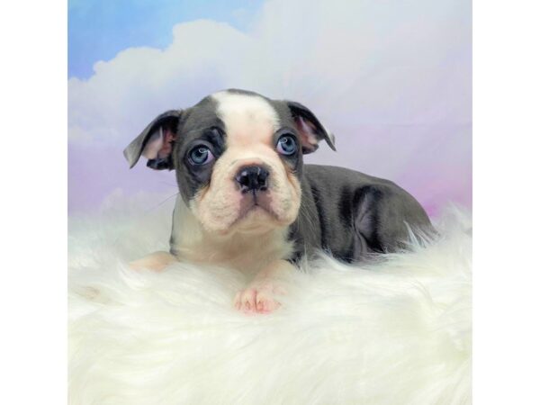 Boston Terrier-DOG-Female-Blue / White-2760-Petland Lancaster, Ohio