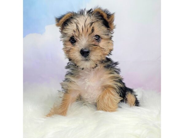 Yorkshire Terrier DOG Female Black / Tan 2759 Petland Lancaster, Ohio