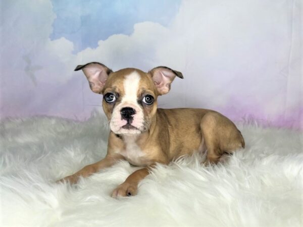 Boston Terrier DOG Female Fawn / White 2767 Petland Lancaster, Ohio