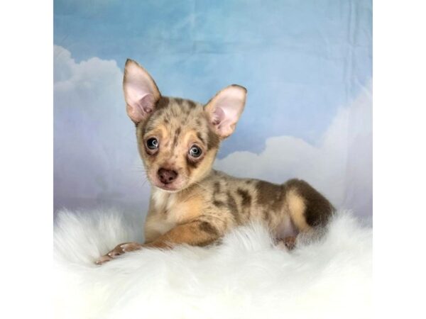 Chihuahua DOG Male Chocolate Merle 2777 Petland Lancaster, Ohio