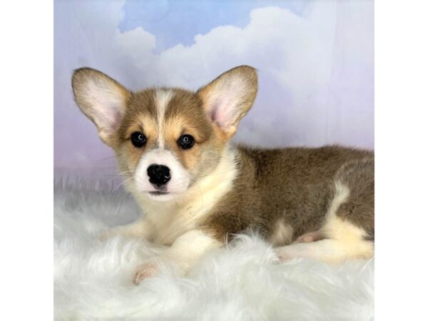 Pembroke Welsh Corgi DOG Male Red / White 2776 Petland Lancaster, Ohio