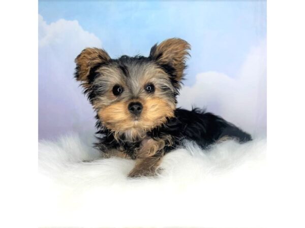 Yorkshire Terrier DOG Female blk/tn 2773 Petland Lancaster, Ohio