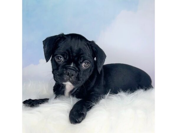 Bugg DOG Male Black 2772 Petland Lancaster, Ohio