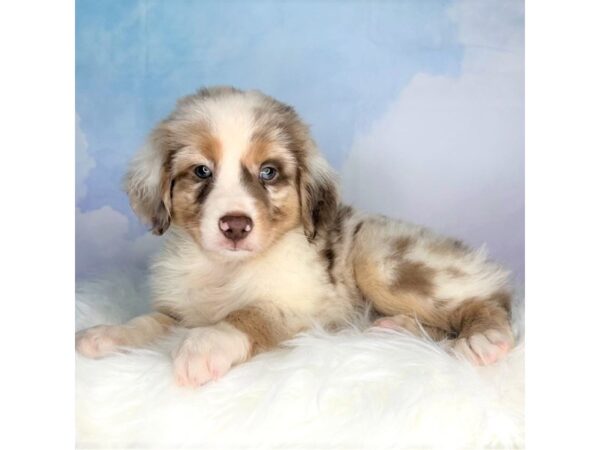 Miniature American Shepherd DOG Male Red Merle 2771 Petland Lancaster, Ohio