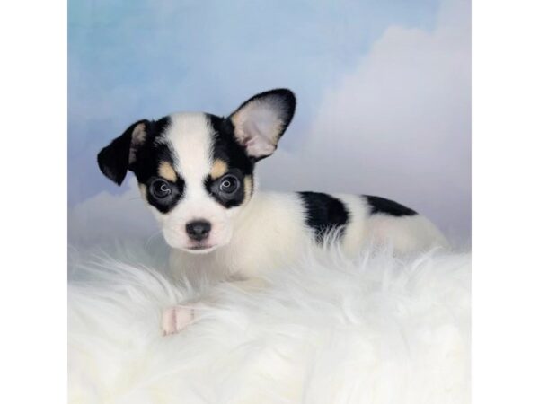 Chihuahua DOG Female Black Brown / White 2770 Petland Lancaster, Ohio