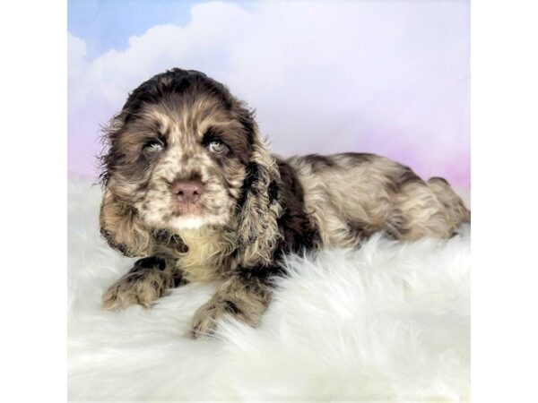 Cocker Spaniel DOG Male Chocolate Merle 2769 Petland Lancaster, Ohio