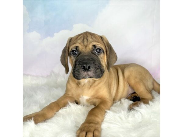 Bullmastiff DOG Male 2768 Petland Lancaster, Ohio