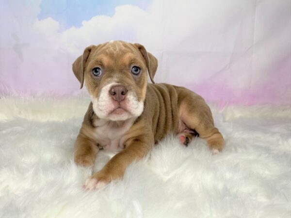 Victorian Bulldoge DOG Female Fawn / White 2782 Petland Lancaster, Ohio