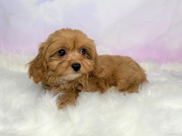 Cavapoo DOG Female Red 2786 Petland Lancaster, Ohio