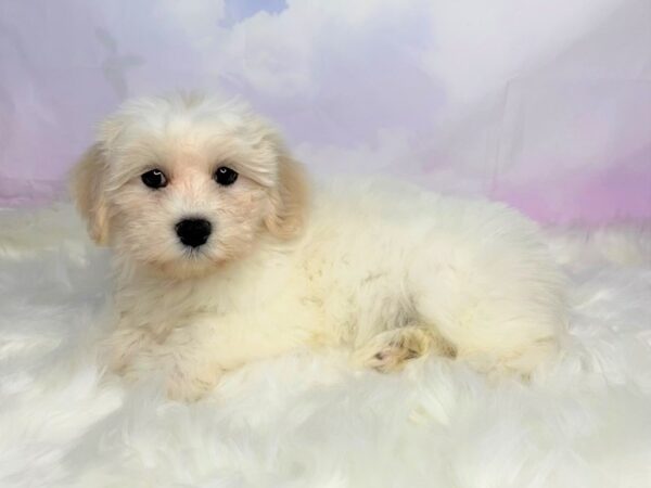 Lachon-DOG-Female-White-2779-Petland Lancaster, Ohio