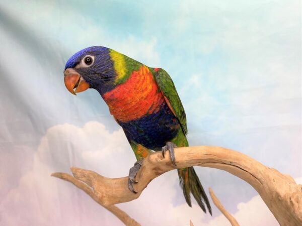 Lorikeet BIRD 2801 Petland Lancaster, Ohio