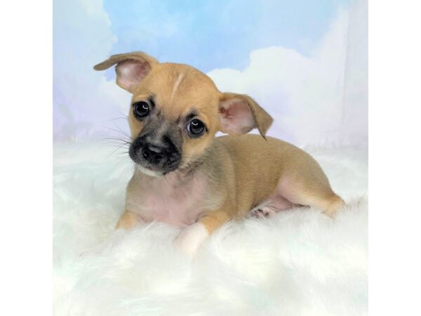 Chihuahua DOG Female tan 2798 Petland Lancaster, Ohio