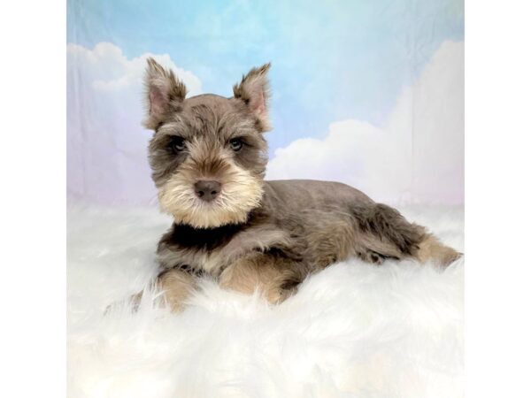 Miniature Schnauzer DOG Female chocolate 2796 Petland Lancaster, Ohio