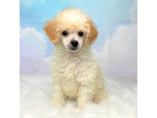 Poodle DOG Female White / Apricot 2792 Petland Lancaster, Ohio